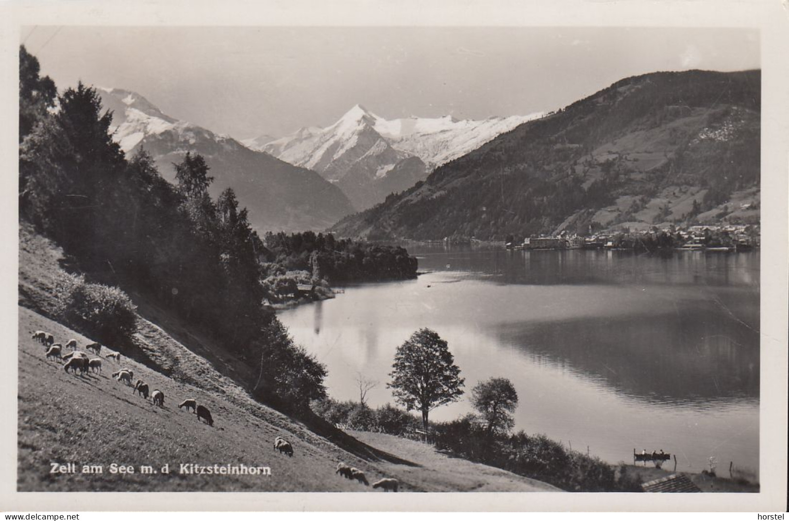 Austria - 5700 Zell Am See - Schafe Auf Der Weide Mit Dem Kitzsteinhorn - Nice Stamp 1953 - Zell Am See