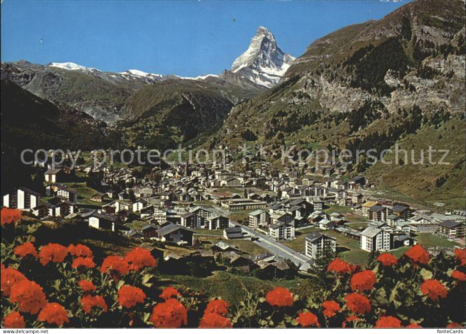 11856496 Zermatt VS Mit Matterhorn Und Alpenrosen  - Autres & Non Classés