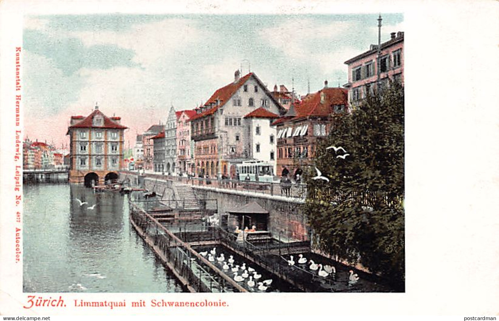 Schweiz - Zürich - Limmatquai - Schwanencolonie - Verlag Hermann Ludewig 4877 - Zürich