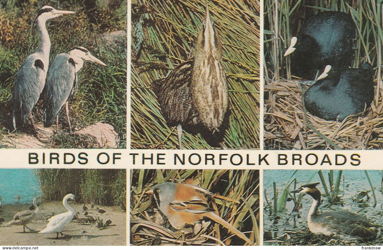 Postcard - Birds Of The Norfolk Broads - Six Views  - Card No.1300012 - Very Good - Non Classés