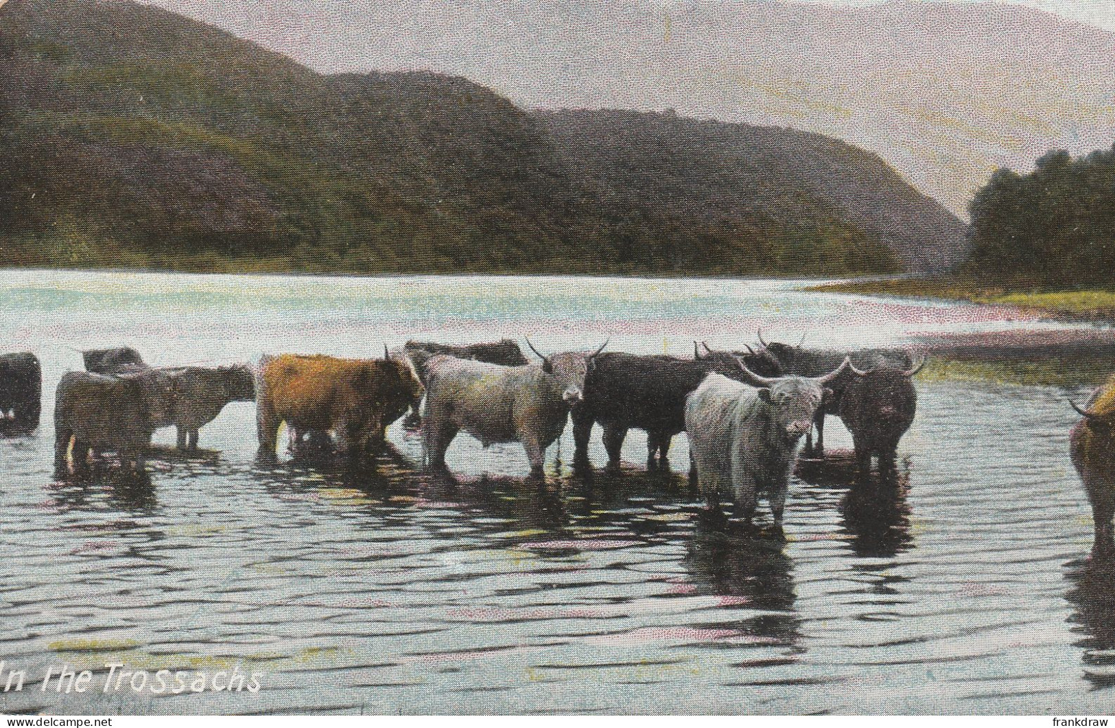 Postcard - The Trossachs - Cattle Paddling  - Very Good - Sin Clasificación