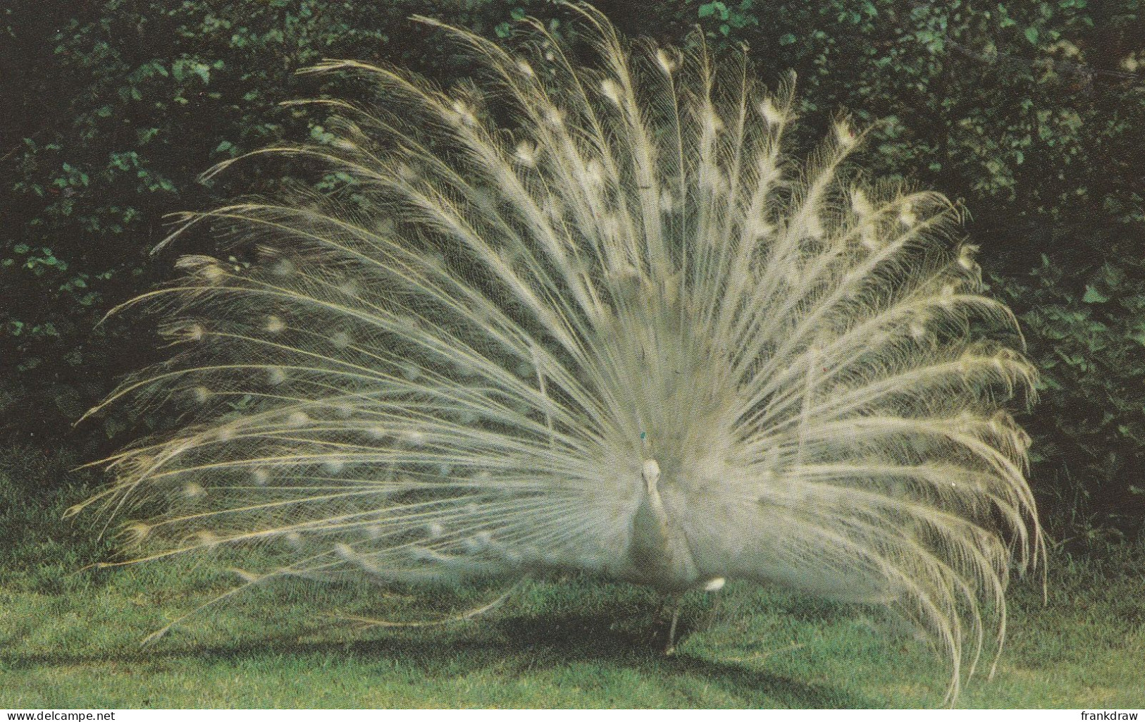 Postcard - White Peacock - Suffolk Wild Life Park - Card No.kswp8 - Very Good - Sin Clasificación