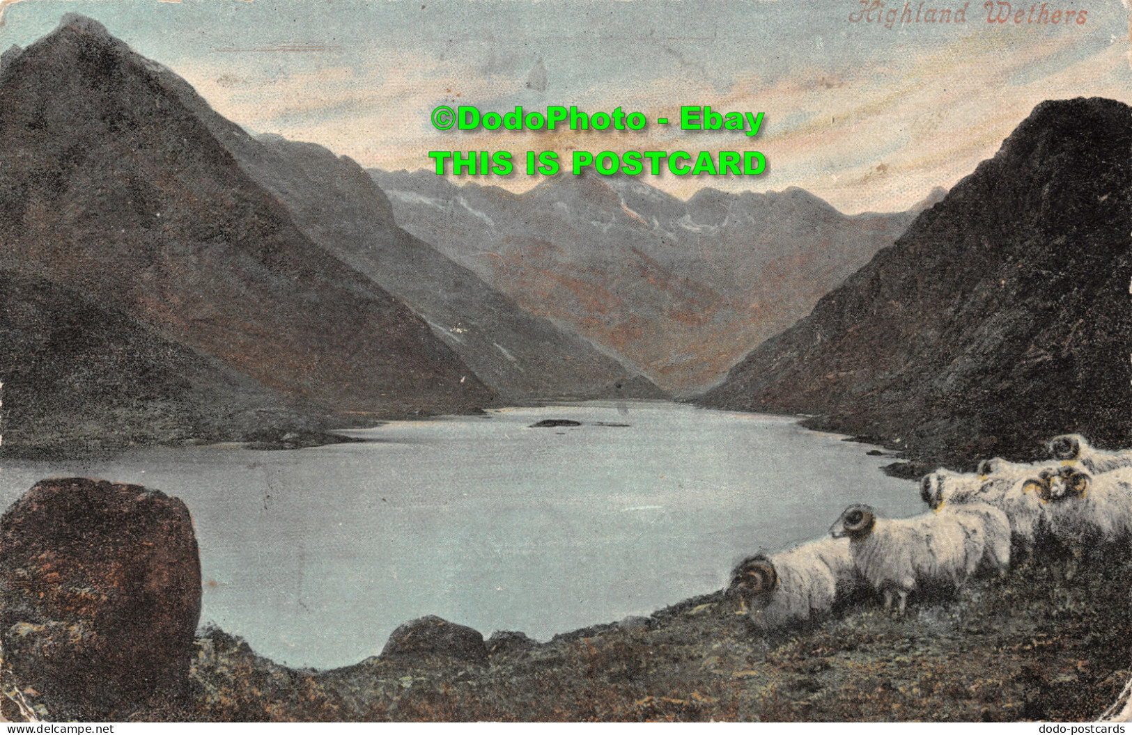 R422400 Highland Wethers. Valentines Series. 1906 - Monde