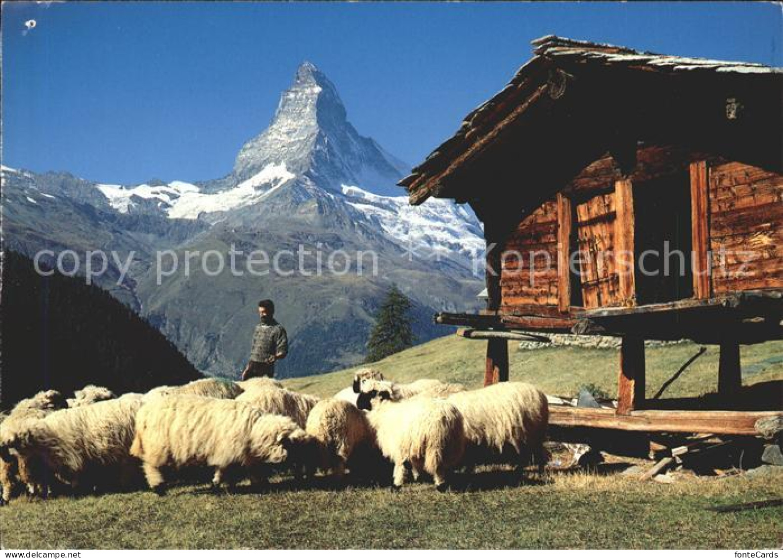 11852446 Zermatt VS Findeln Schafe Holzhuette Matterhorn  - Sonstige & Ohne Zuordnung