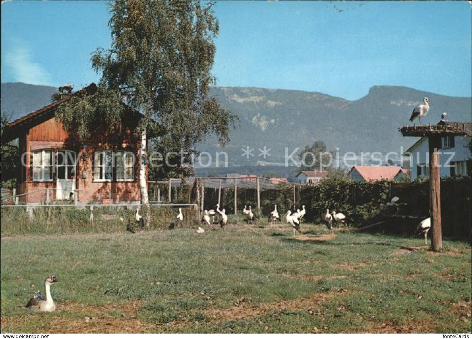 11851727 Altreu Selzach Vogelwarte Sempach Storchen Selzach - Autres & Non Classés