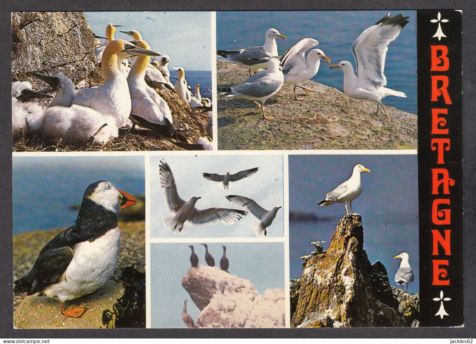 116562/ Oiseaux De Mer De Bretagne, Fou De Bassan, Goélands Argentés, Macareux Et Cormorans - Vogels