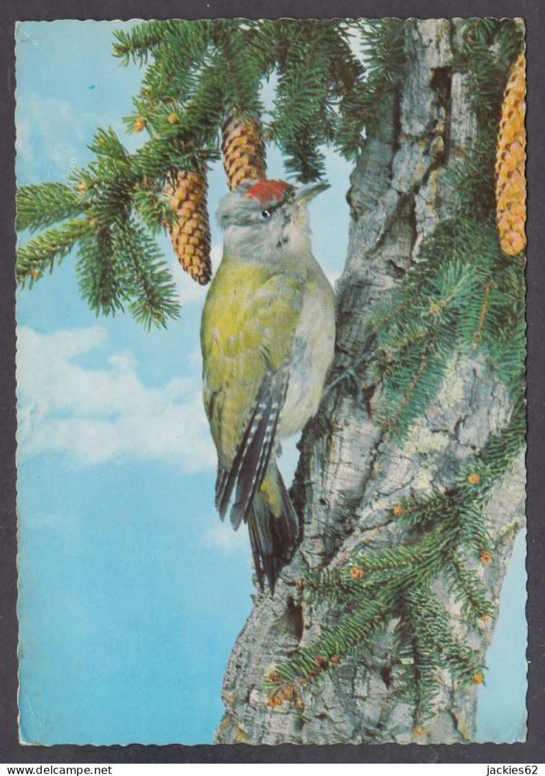 129734/ Pivert, Woodpecker, Kleine Groene Specht - Vögel