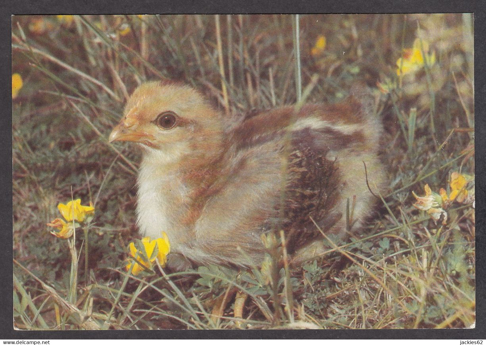 116581/ Poussin - Vögel