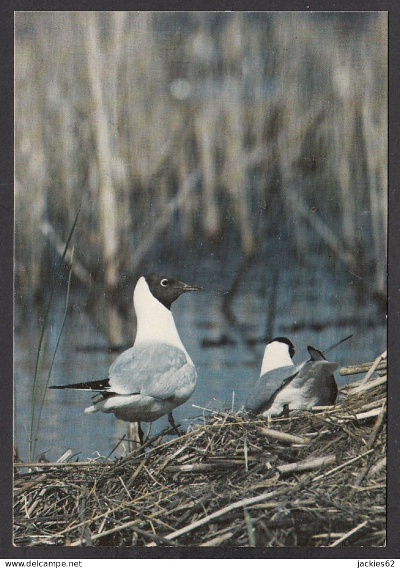 089755/ Mouette Rieuse - Pájaros