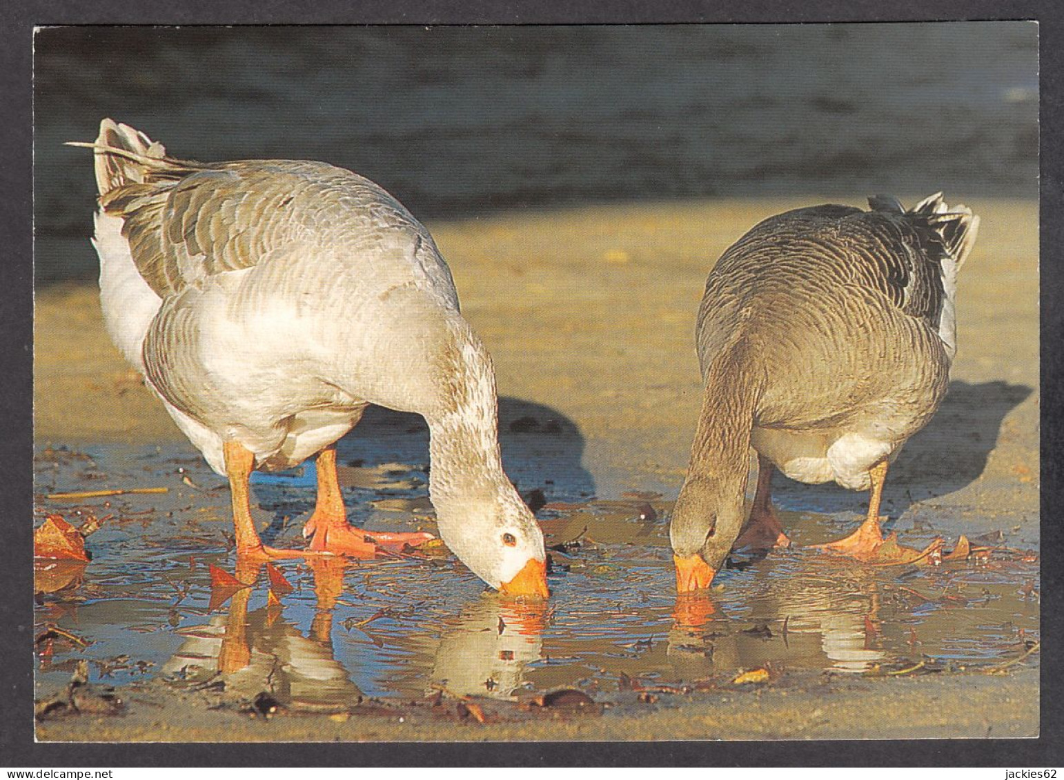 116558/ Oies, Bergerie Nationale De Rambouillet - Vögel