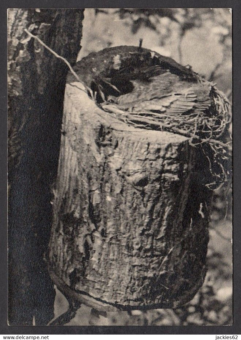 089736/ Jeunes Merles, Photo-carte - Vögel