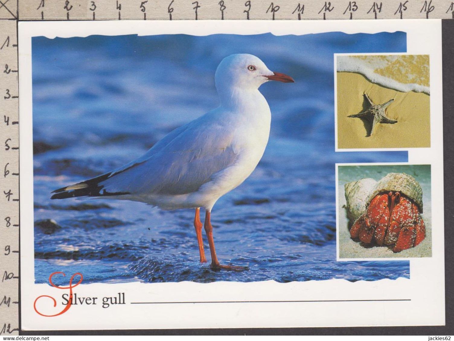 089753GF/ Mouette Argentée, Silver Gull, Australie - Vögel