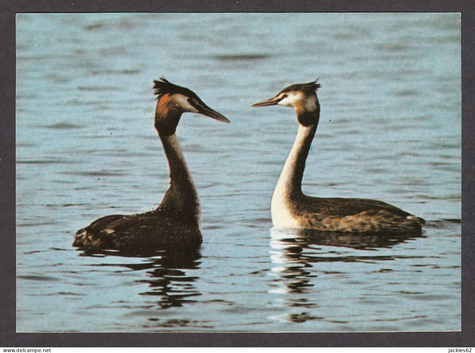 089745/ Grèbes Huppés - Birds