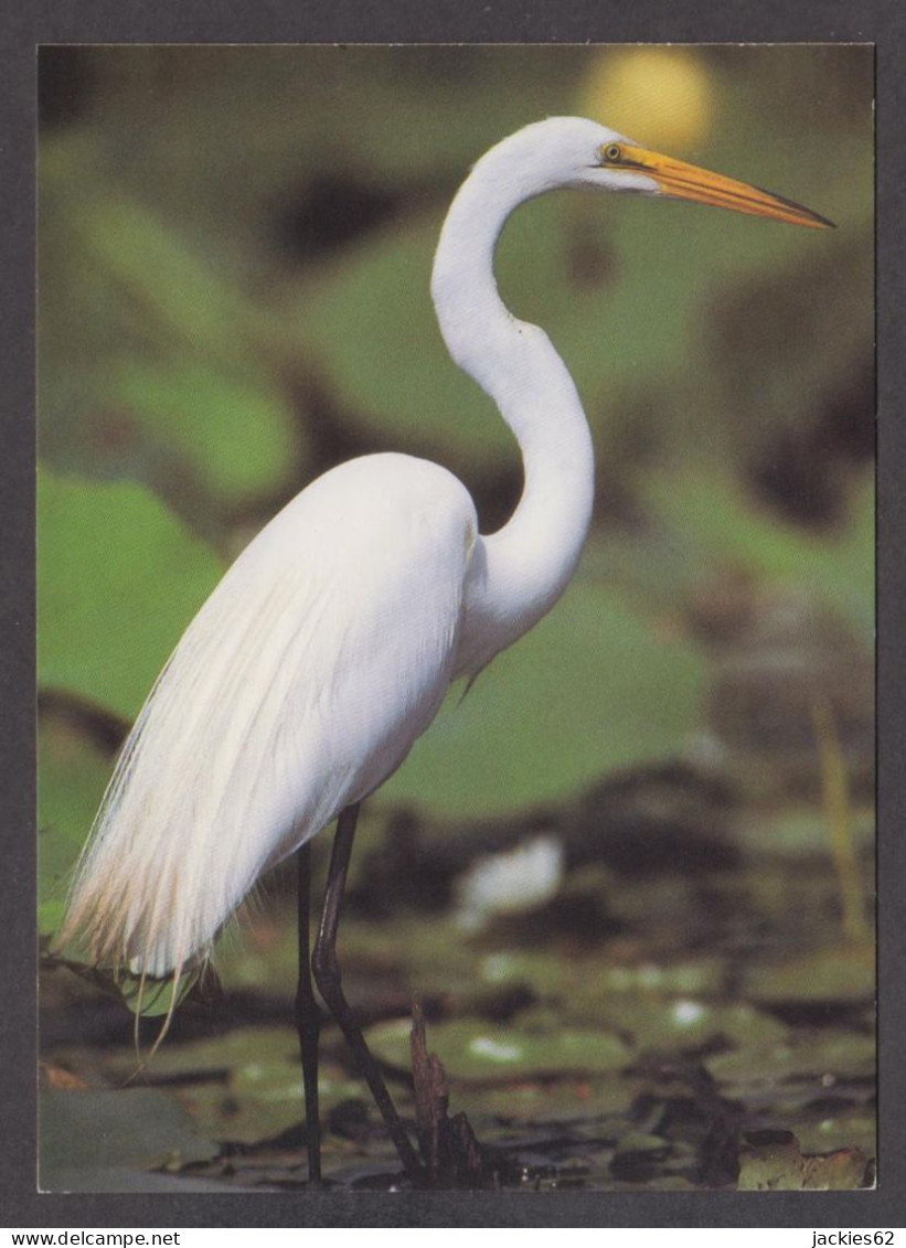 089766/ Grande Aigrette, Zilverreiger - Vögel