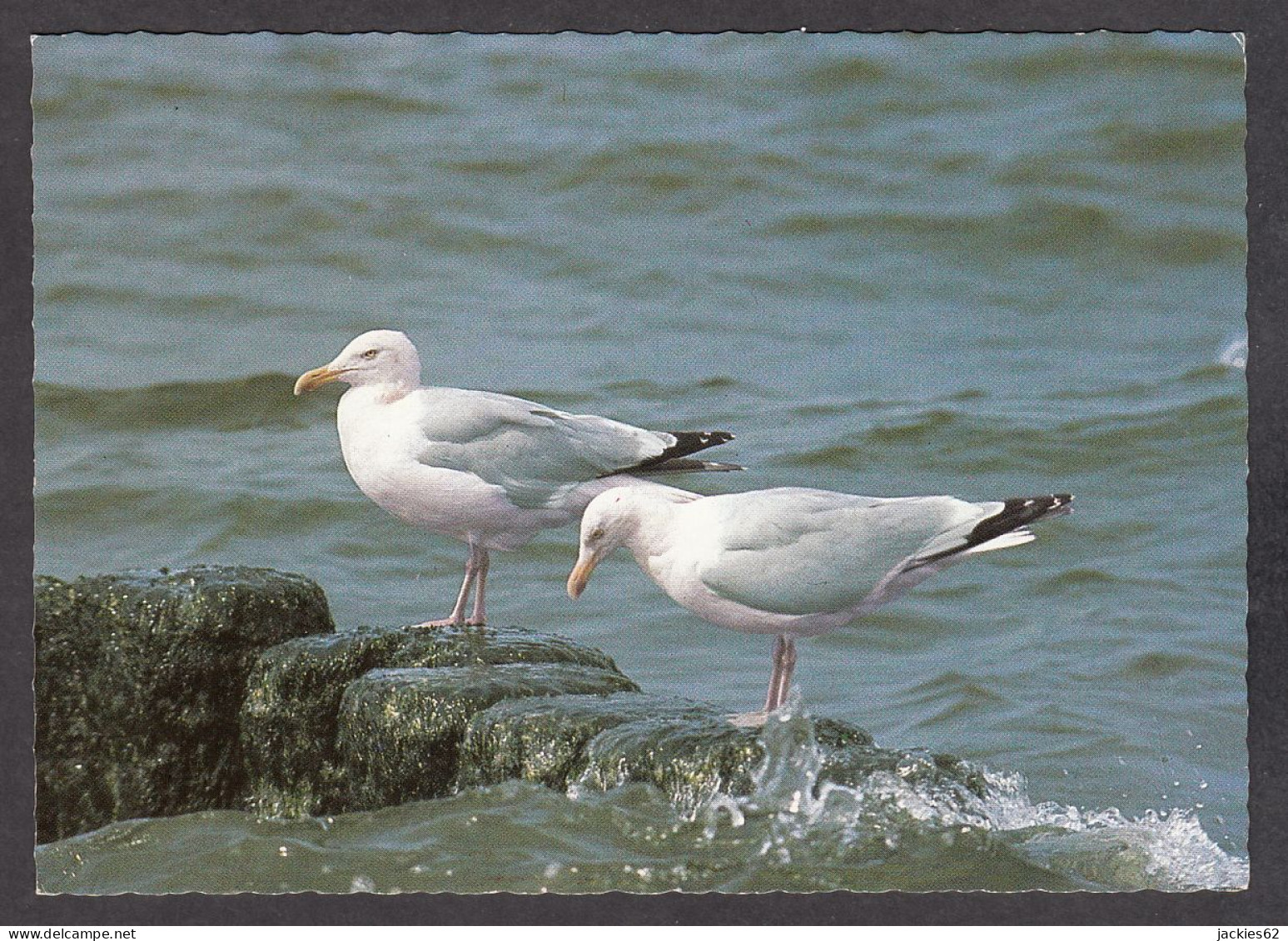 116556/ Goélands Argentés, Silbermöwen Beim Begrüssungszeremoniell - Pájaros