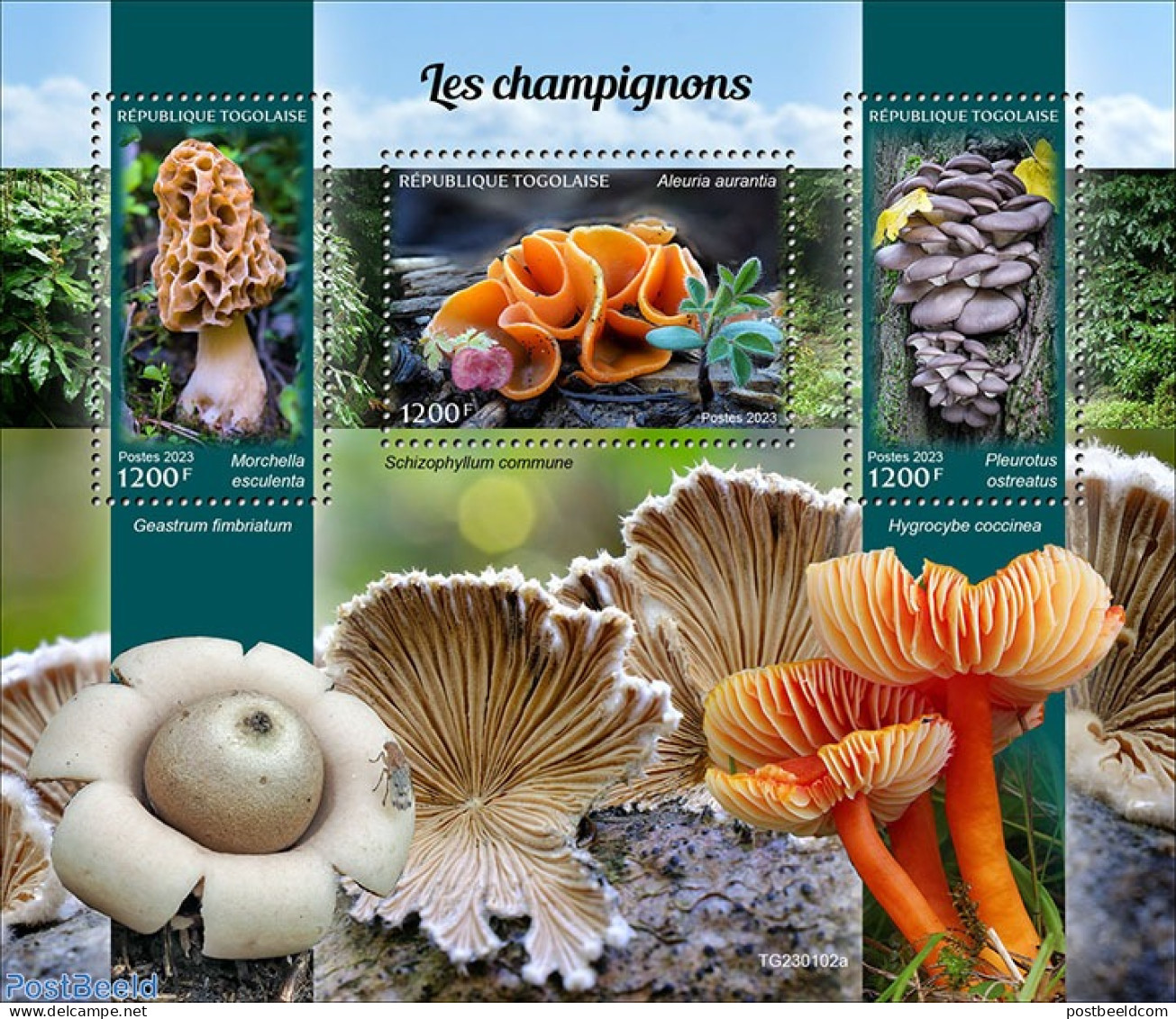 Togo 2023 Mushrooms, Mint NH, Nature - Mushrooms - Paddestoelen