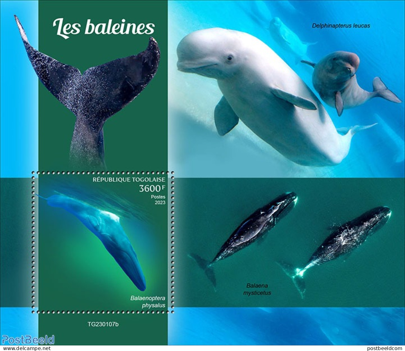 Togo 2023 Whales, Mint NH, Nature - Sea Mammals - Togo (1960-...)