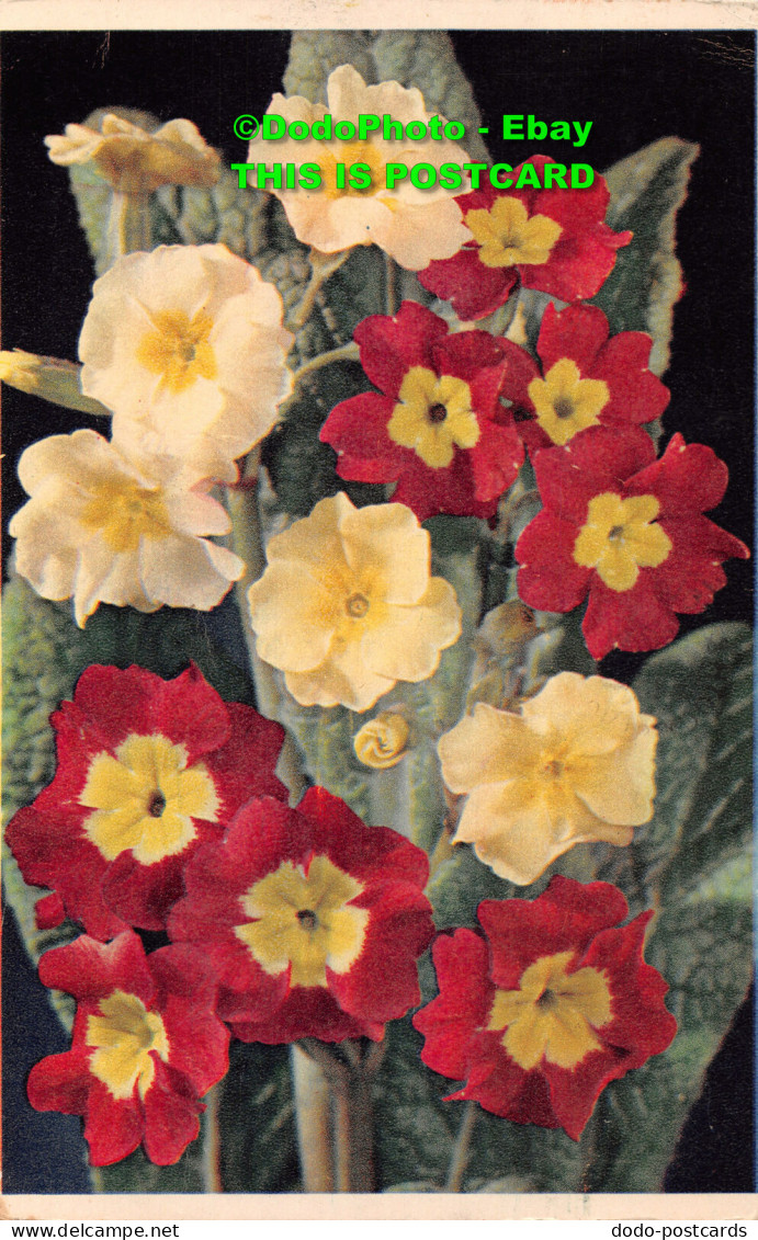R422064 Polyanthus. Latin Name Primula Polyantha. PC 20. Dixon. 1952 - Welt