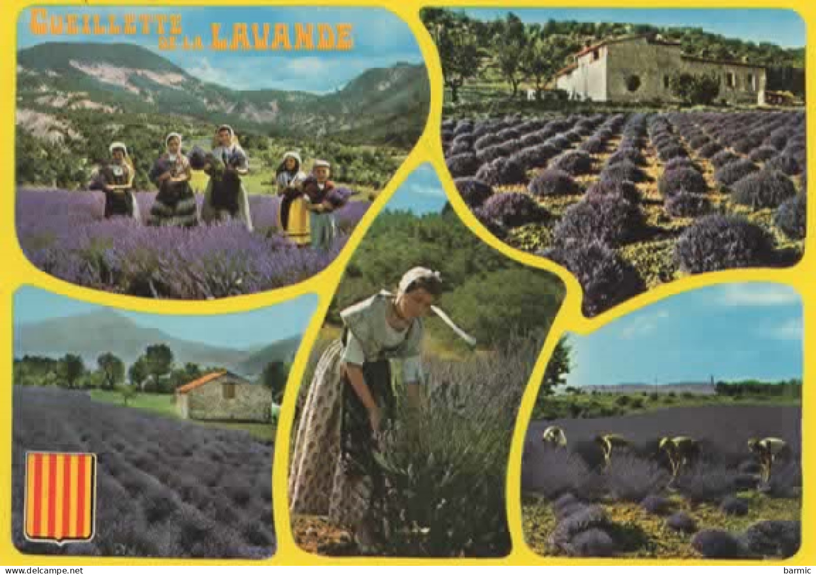 CUEILLETTES DE LA LAVANDE, MULTIVUE  COULEUR REF 16375 - Landwirtschaftl. Anbau