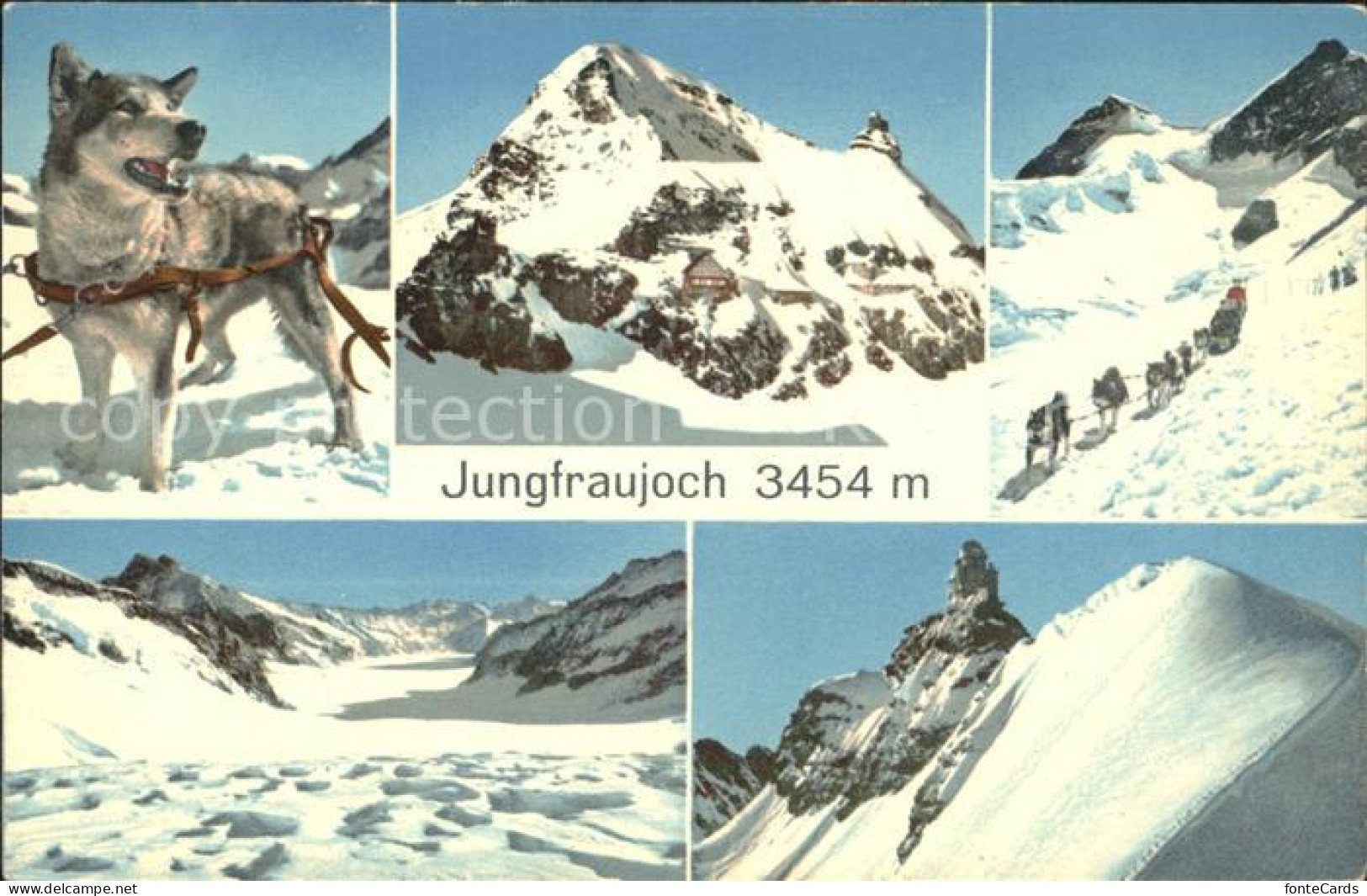 11769656 Jungfraujoch Panorama Berghaus Observatorium Hundeschlittengespann Jung - Sonstige & Ohne Zuordnung