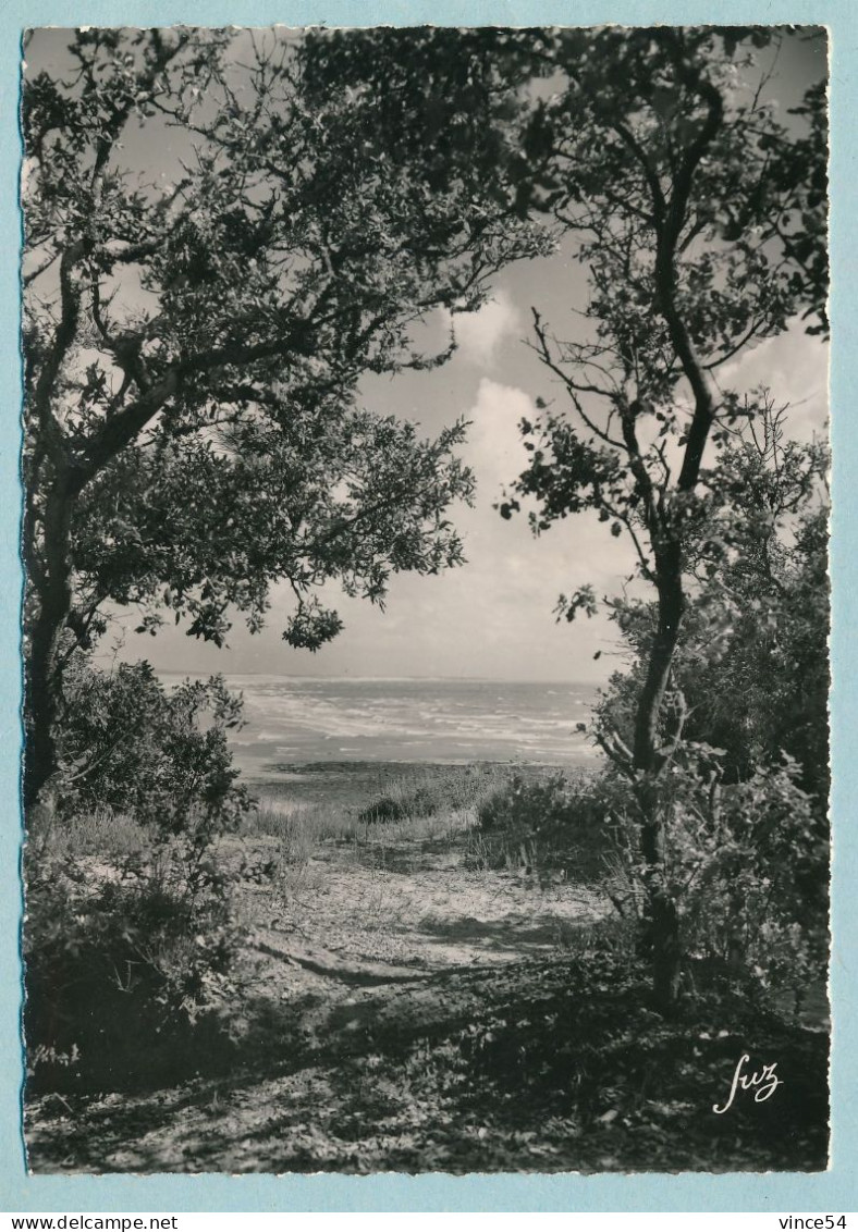 ILE D'OLERON - Vert Bois à L'orée De La Forêt De Chênes Verts - Ile D'Oléron