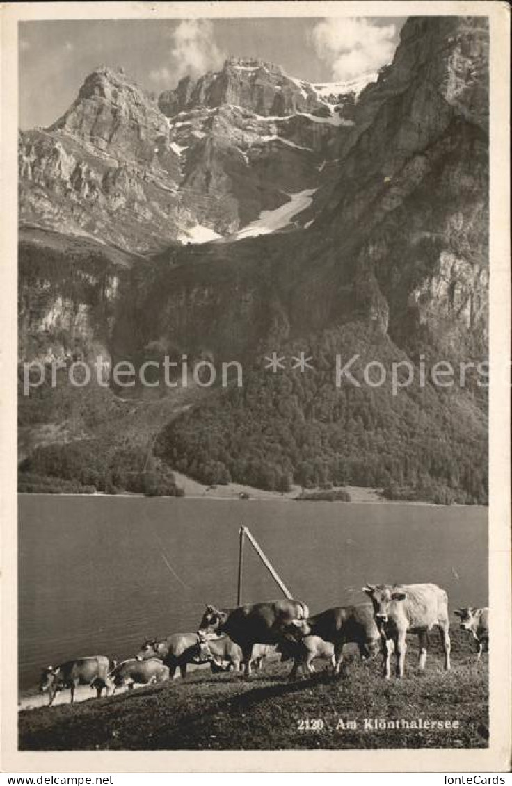 11758906 Kloentalersee Kuehe Kloental - Sonstige & Ohne Zuordnung