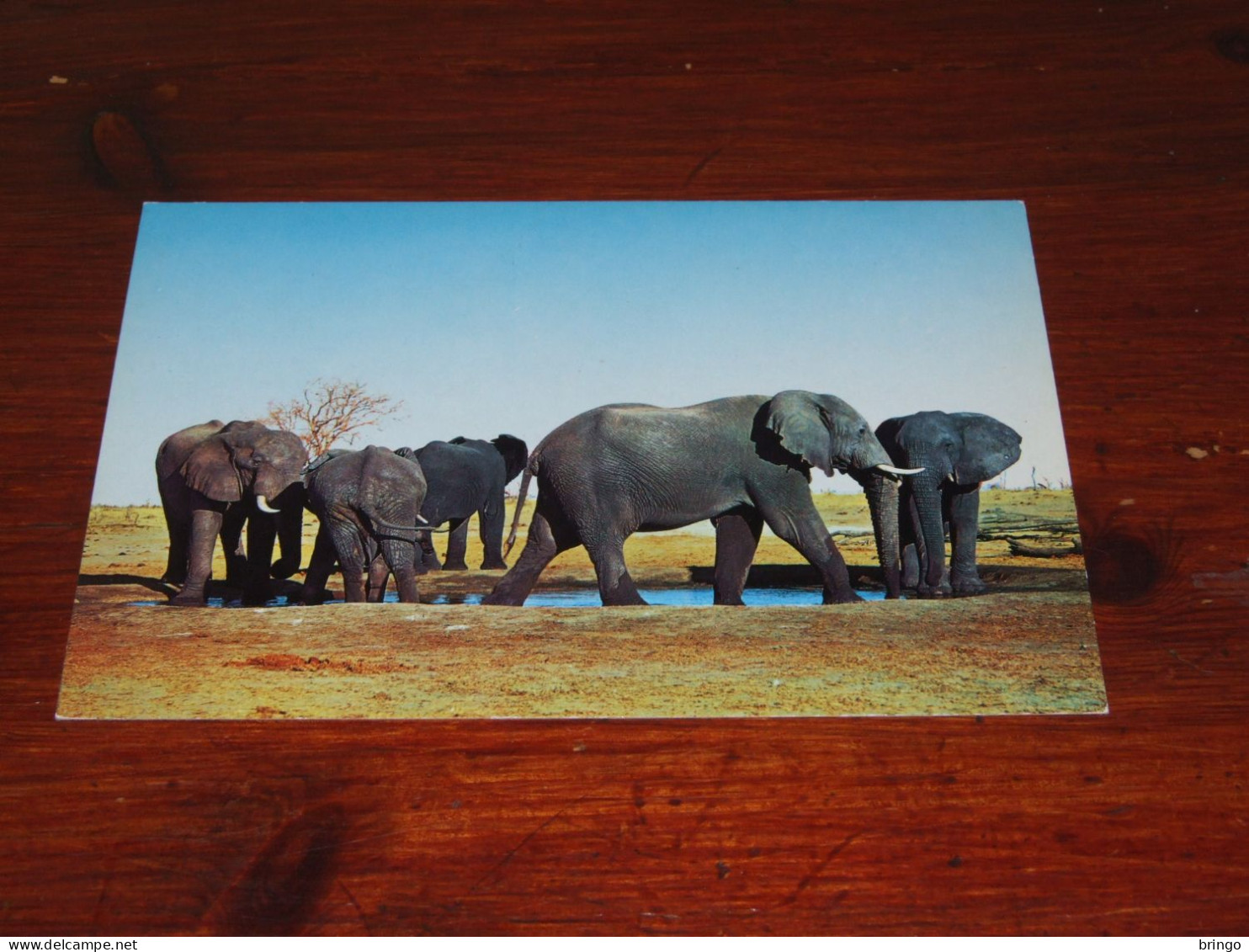 75696-       OLIFANTEN / ELEPHANTS, DIEREN / ANIMALS / TIERE / ANIMAUX / ANIMALES - Elefanten