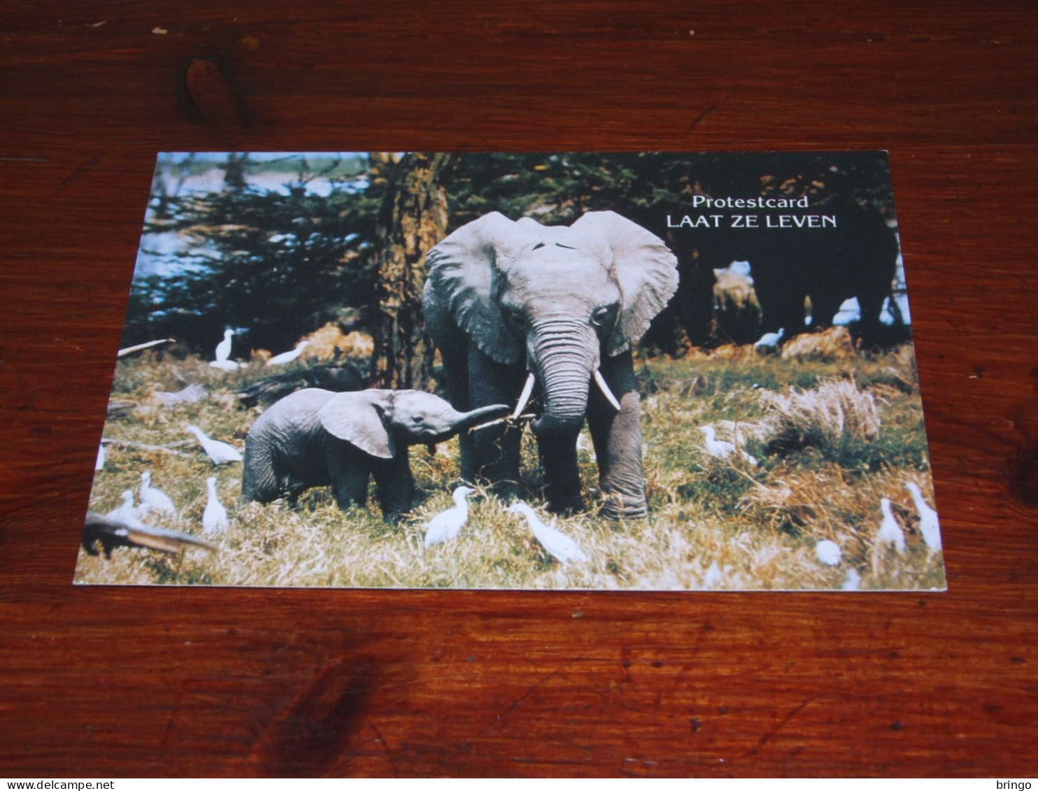75697-       OLIFANTEN / ELEPHANTS, DIEREN / ANIMALS / TIERE / ANIMAUX / ANIMALES - Éléphants