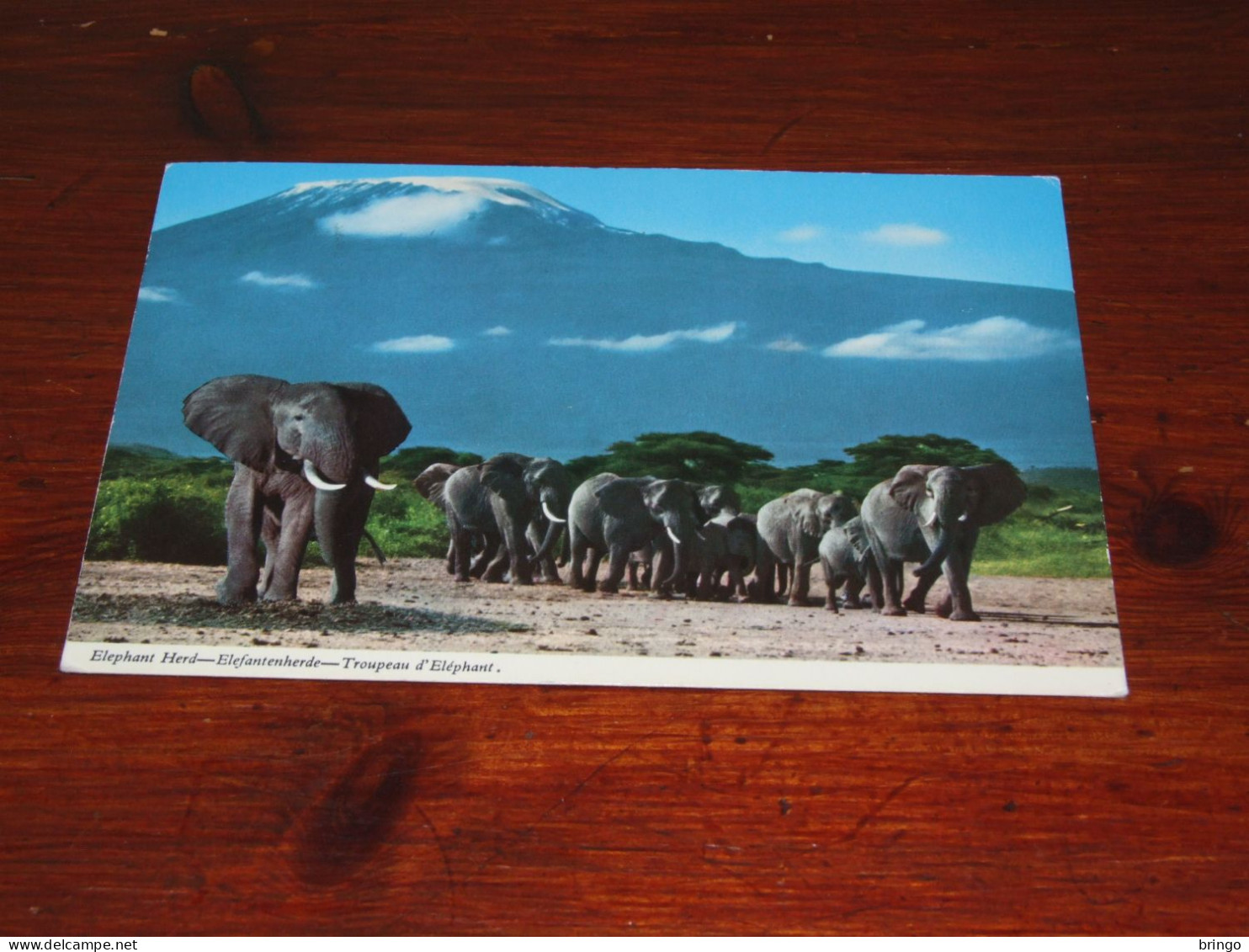 75698-       OLIFANTEN / ELEPHANTS, DIEREN / ANIMALS / TIERE / ANIMAUX / ANIMALES - Elefanten