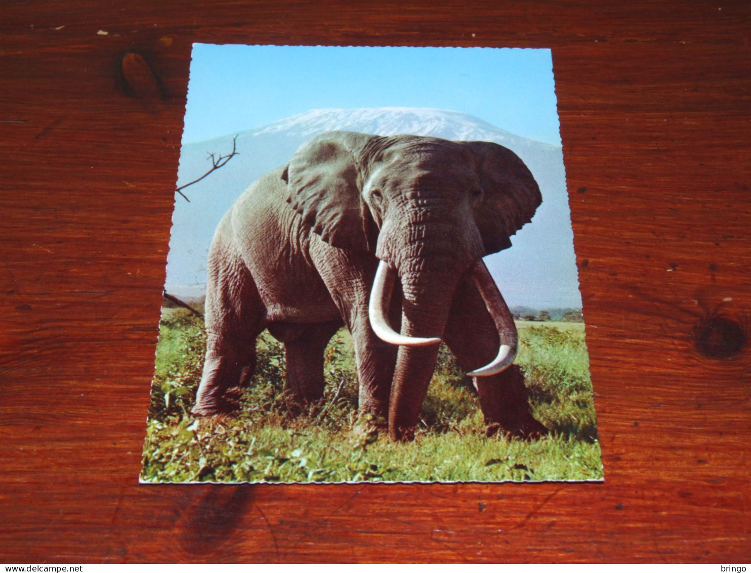 75699-       OLIFANTEN / ELEPHANTS, DIEREN / ANIMALS / TIERE / ANIMAUX / ANIMALES - Elephants