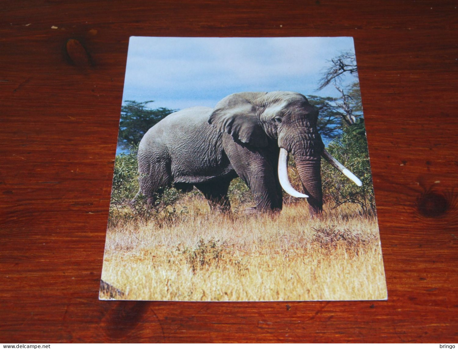 75701-       OLIFANTEN / ELEPHANTS, DIEREN / ANIMALS / TIERE / ANIMAUX / ANIMALES - Elephants
