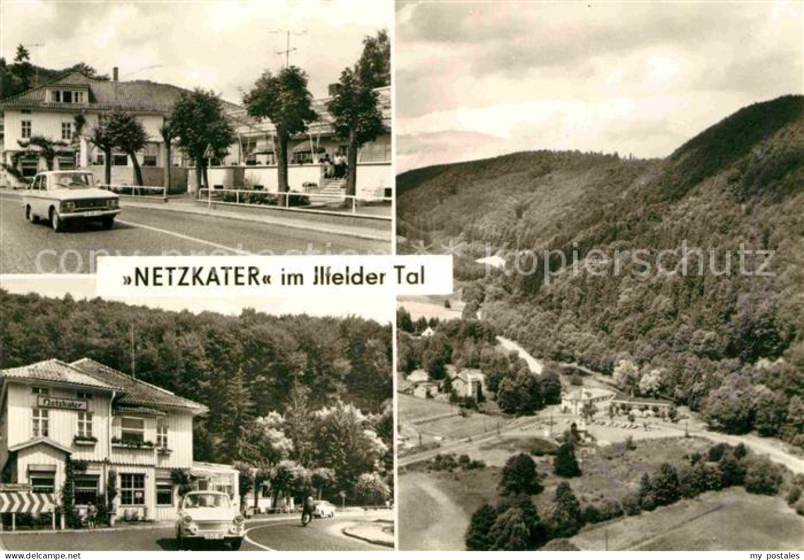 72704373 Netzkater Im Ilfelder Tal Netzkater - Otros & Sin Clasificación