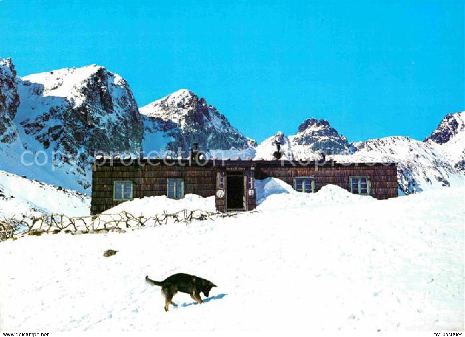 72700074 Vysoke Tatry Zbojnicka Chata Berghaus Hohe Tatra Schaeferhund Winterpan - Slovakia