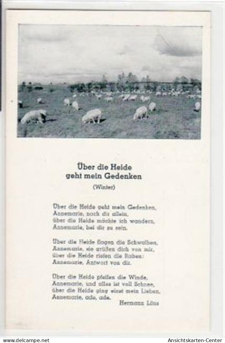 39068409 - Lueneburger Heide, Liederkarte  Ueber Die Heide Geht Mein Gedenken , Nr. 177. Schafherde. Top Erhaltung. - Other & Unclassified