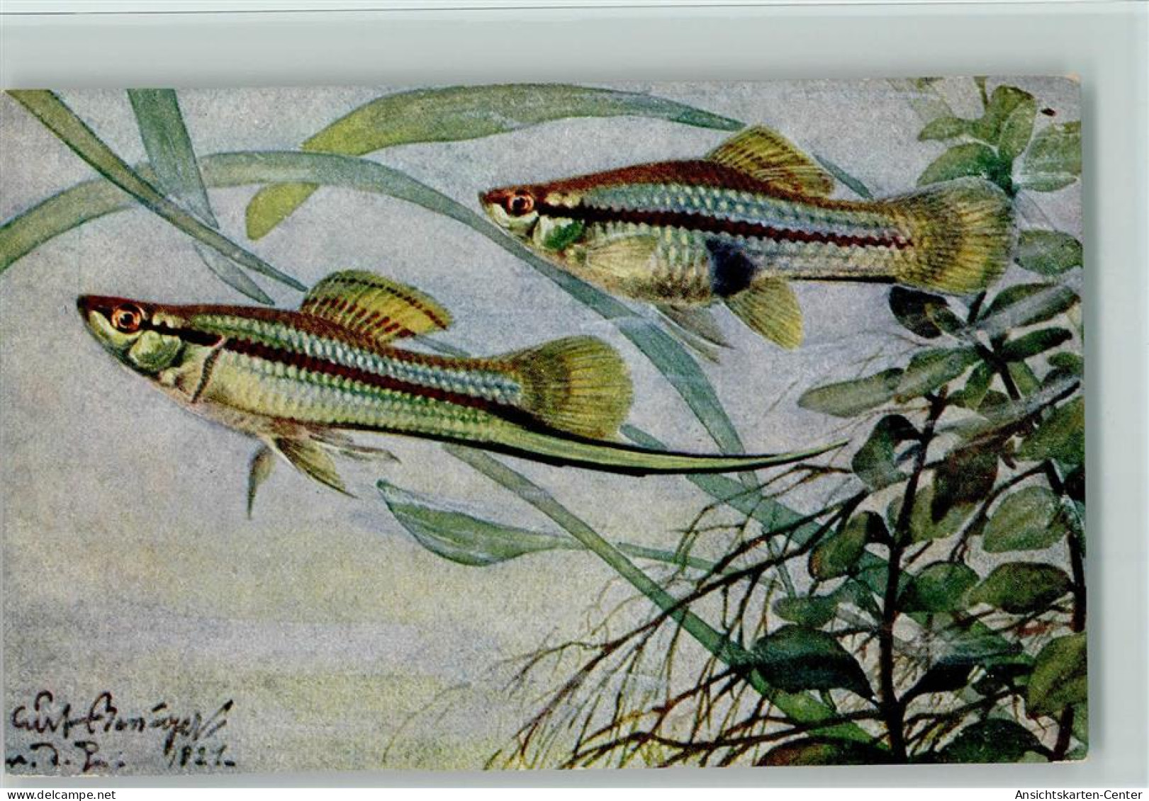 13021709 - Fische Xiphophorus Helleri  Sign Bessiger - Fish & Shellfish