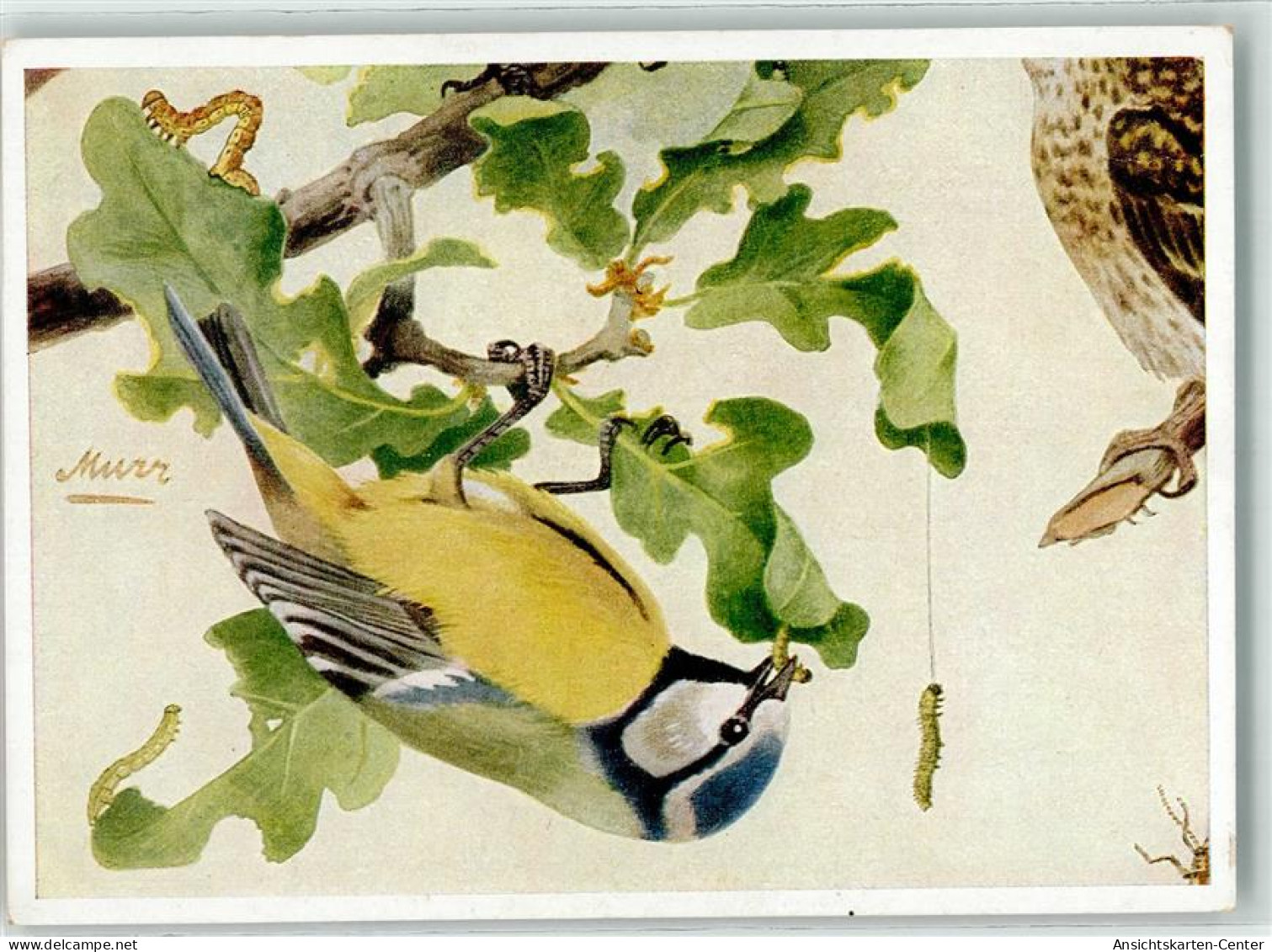 39686409 - Aus Der Bunttafel Von Franz Murr - Oiseaux