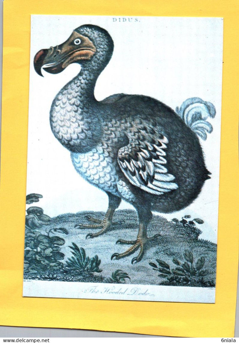 Le FAMEUX   DODO Oiseau  Endémique De L'Ile Maurice Aujourd'hui  Disparu    ( 21670 ) - Vögel