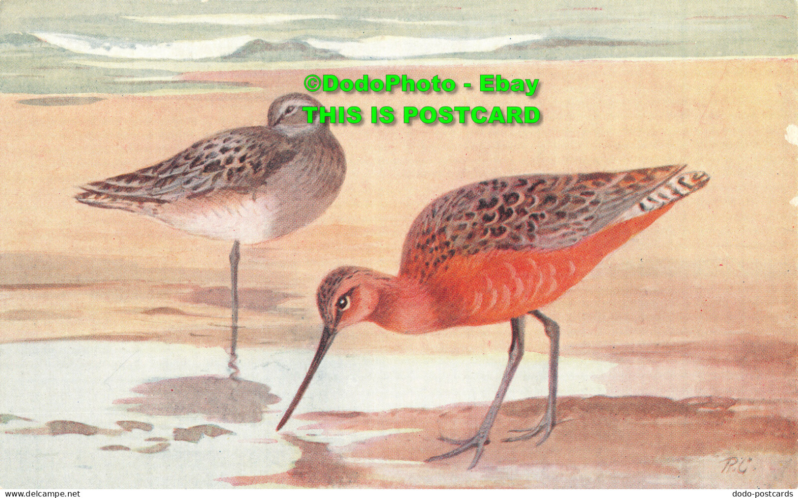 R449379 Bar Tailed Godwit. Limosa Lapponica. RS Series - Wereld