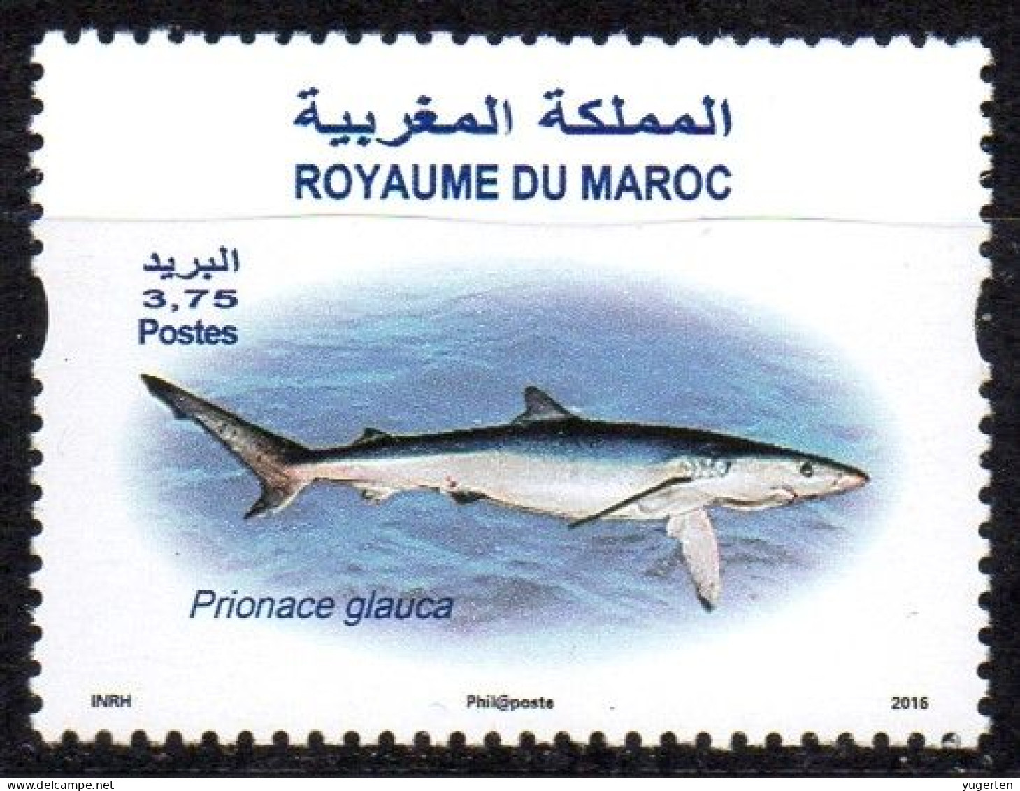 MOROCCO MAROC 1992 - 1v - MNH - Blue Shark - Requin Bleu - Prionace Glauca - Marine Life - Sharks - Hai - Tiburón Squalo - Other & Unclassified