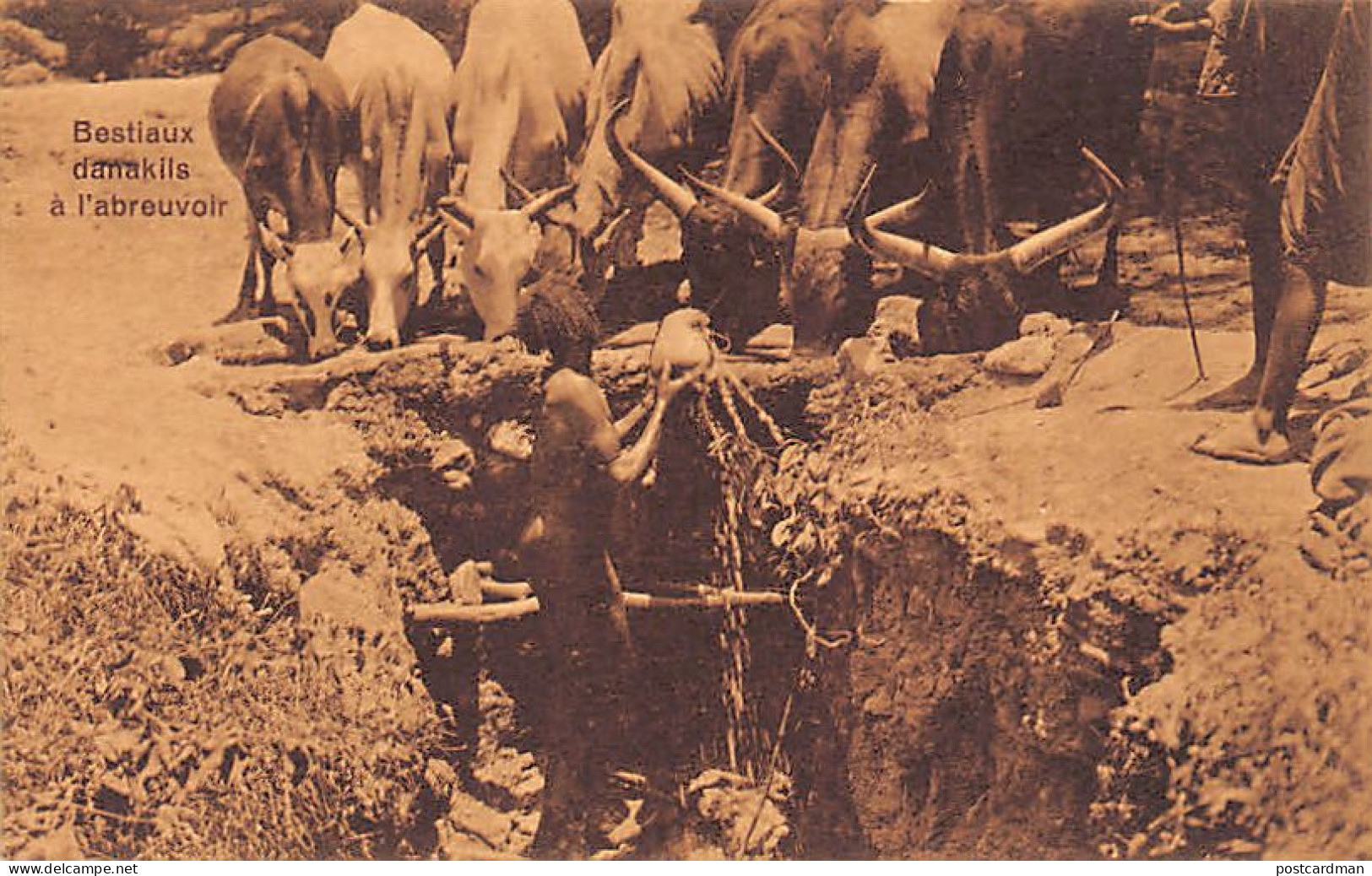 Ethiopia - Dankali Cattle At The Watering Hole - Publ. J. A. Michel 6883 - Ethiopia
