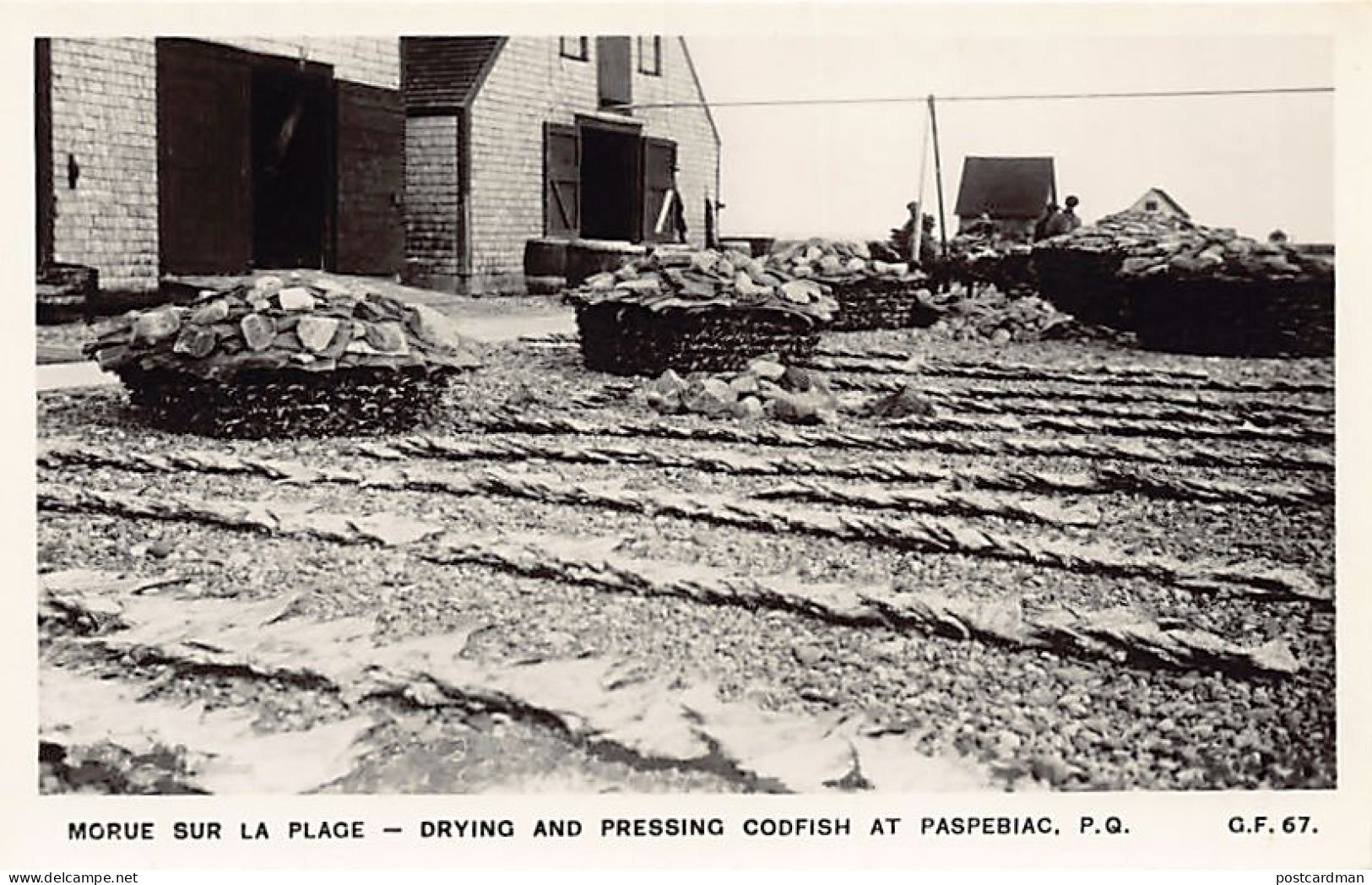 Canada - PASPEBIAC (QC) Morue Sur La Plage - Drying And Pressing Codfish - Ed. G.F. 67 - Autres & Non Classés