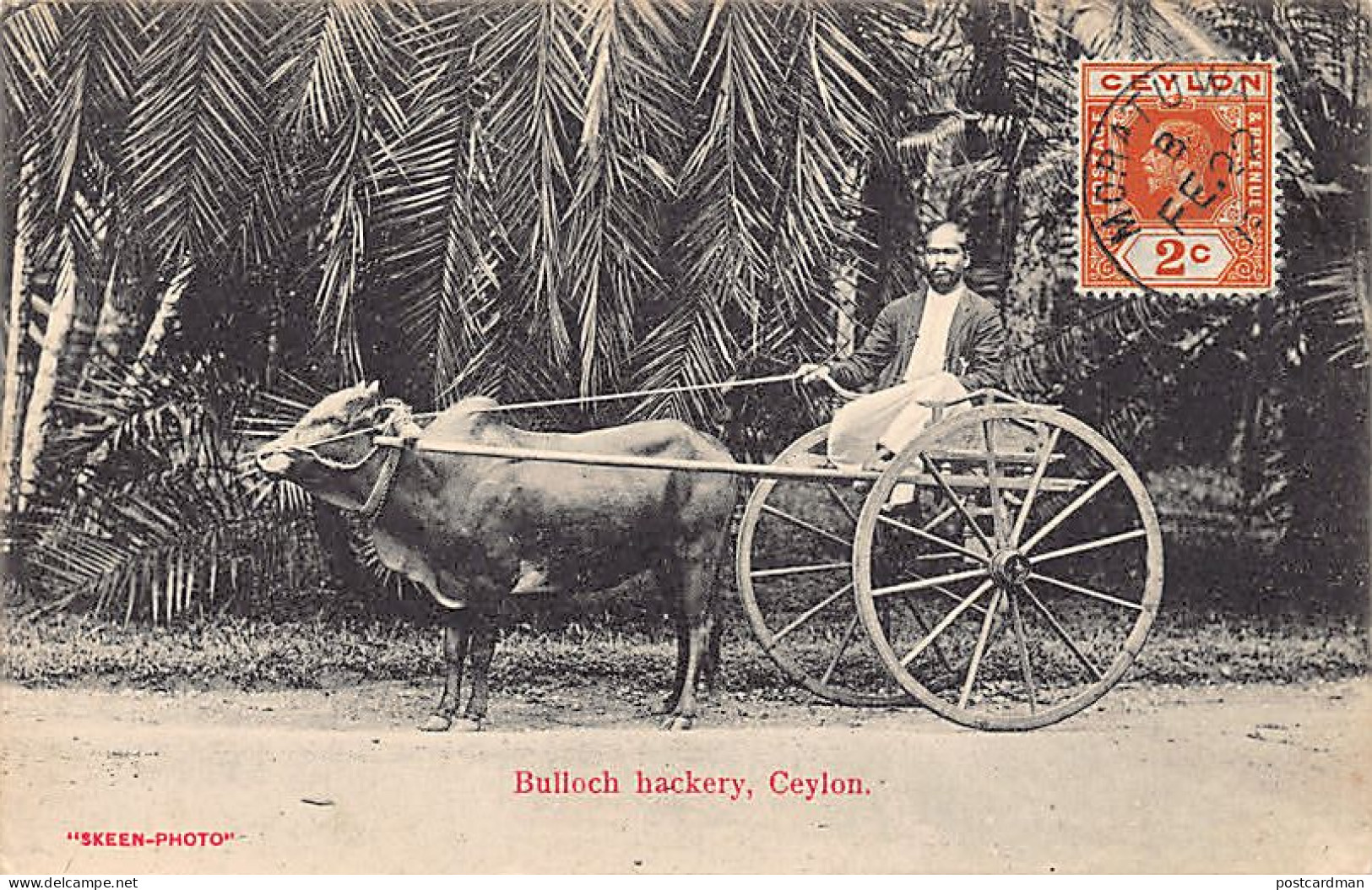 SRI LANKA - Bullock Hackery - Publ. Skeen-Photo  - Sri Lanka (Ceylon)