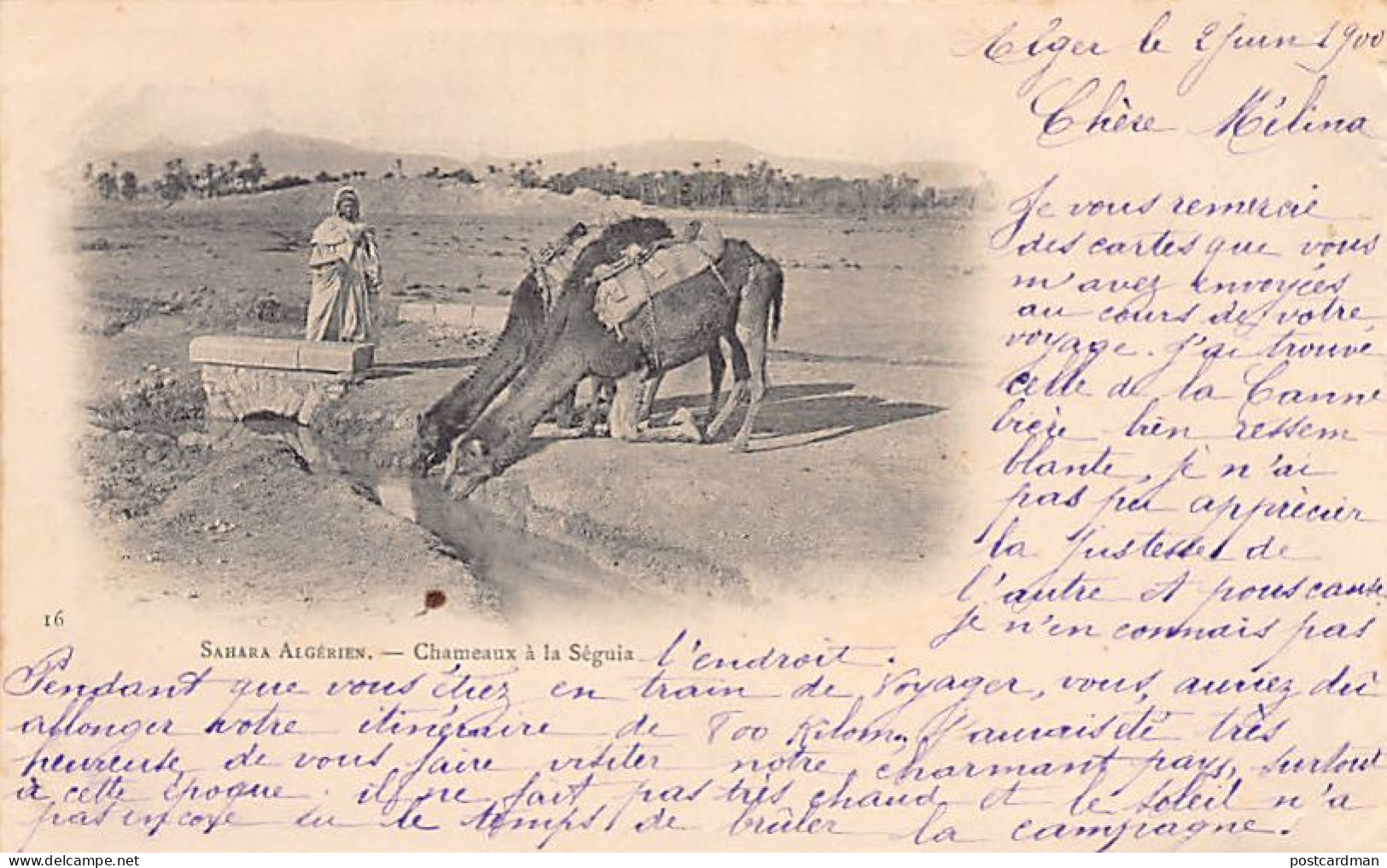 Algérie - CARTE PRÉCURSEUR Année 1900 - Sahara Algérien - Chameaux à La Séguia - Ed. Inconnu 16 - Escenas & Tipos