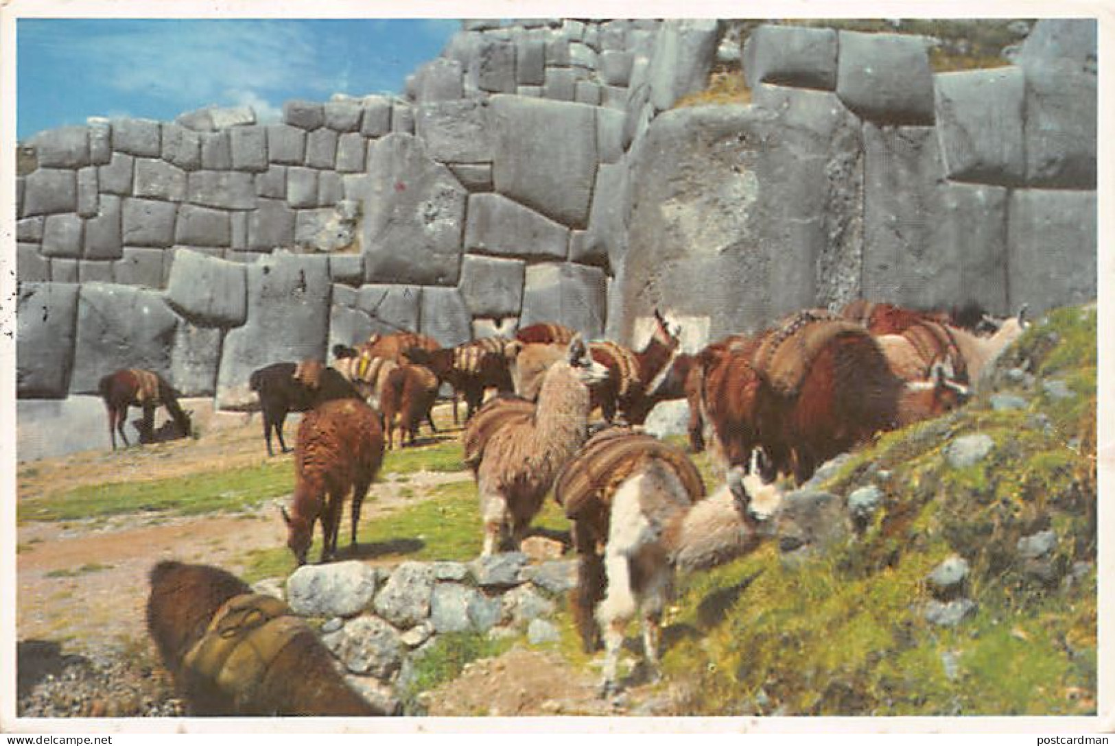 Perú - CUZCO Cusco - Ruinas De Sacsahuaman - Llamas - Ed. E. Schack  - Pérou