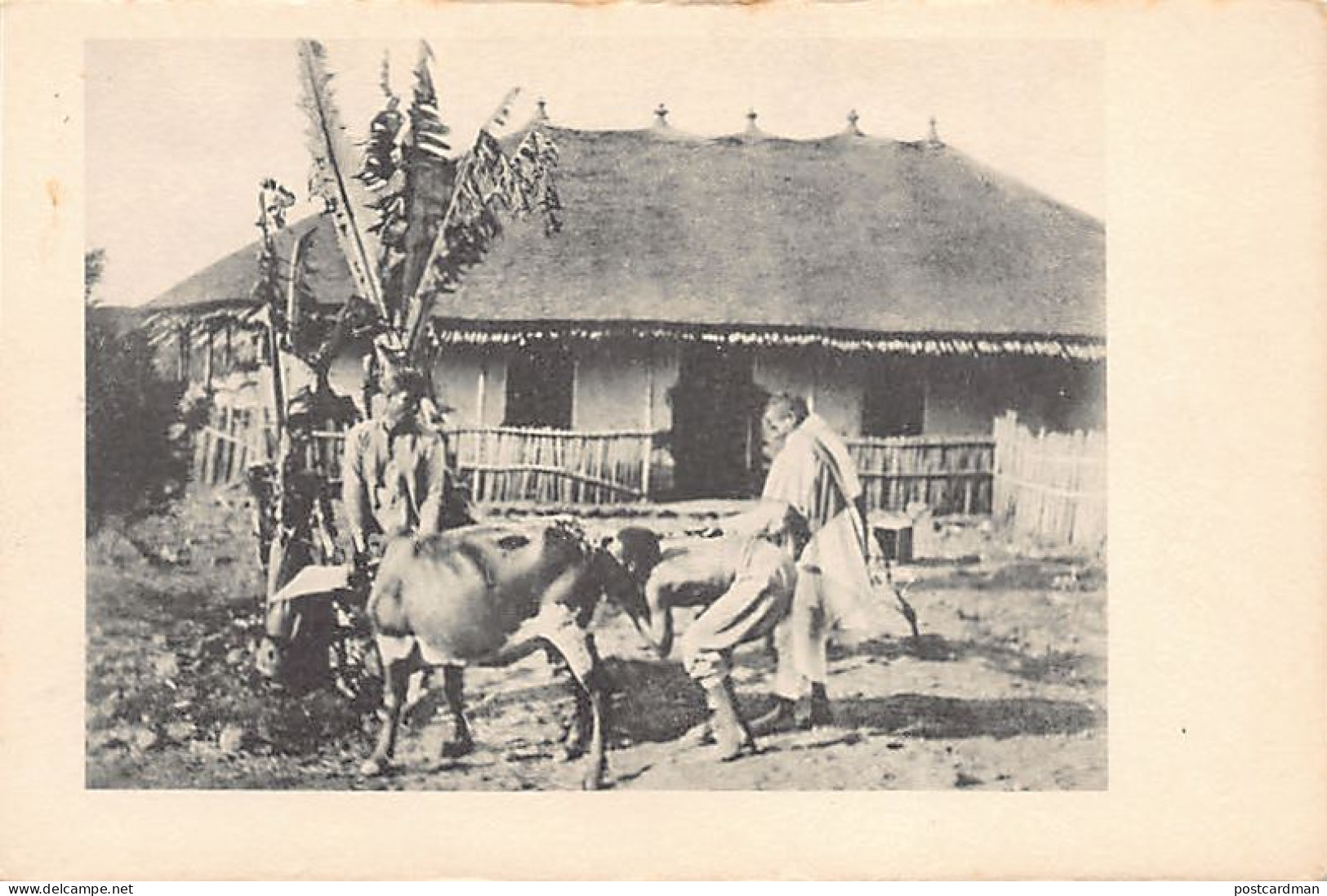 Ethiopia - Drastic Way To Prevent Cows From Retaining Their Milk - Publ. Julia - E. H. Schrenzel  - Äthiopien
