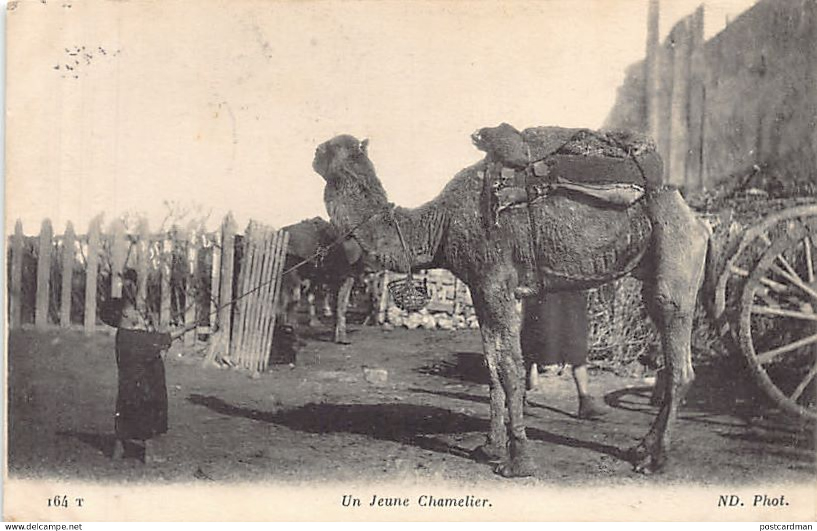 Tunisie - Un Jeune Chamelier - Ed. ND Phot. 164 T - Tunisie