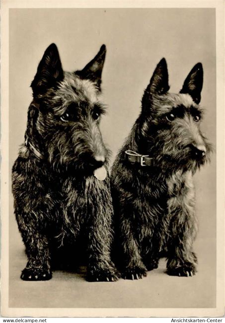 10143109 - Hunde Zwei Mittelschnauzer - Chiens