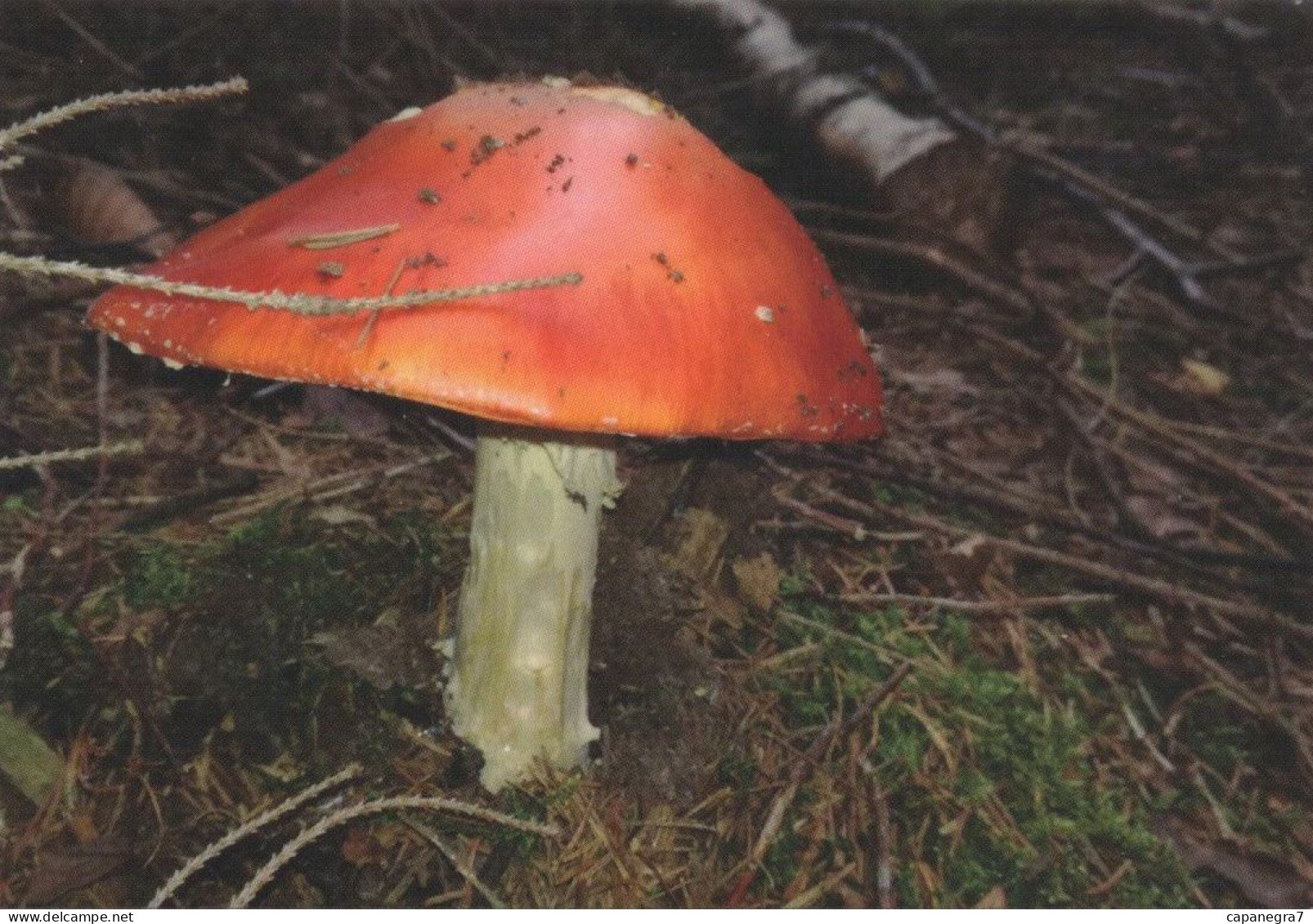 Amanita Muscaria, Mushrooms, Czech Rep., 2018, 95 X 65 Mm - Petit Format : 2001-...