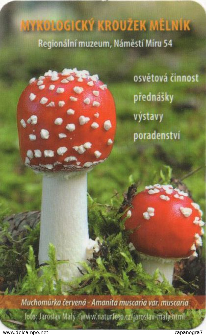 Amanita Muscaria, Mushrooms, MK Mělník, Czech Rep., 2015, 65 X 85 Mm - Petit Format : 2001-...