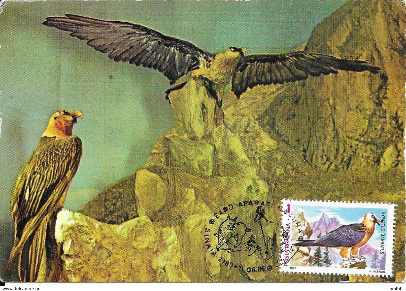 GYPAETE   (gypaetus Barbatus) - Aigles & Rapaces Diurnes